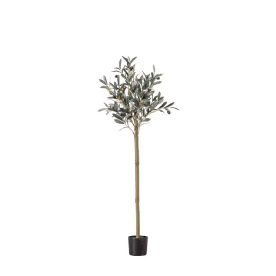 Olive Tree Medium 300x300x1210mm
