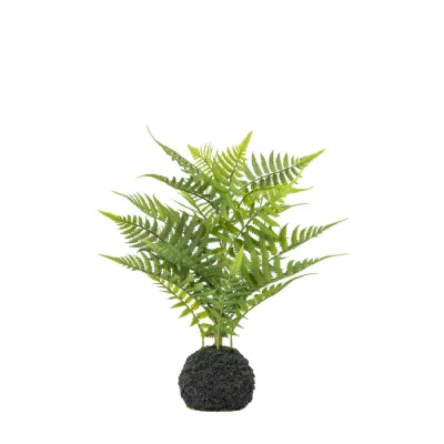 Lady Fern in Soil Green H330mm