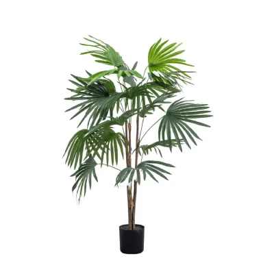 Chinese Fan Palm H1170mm