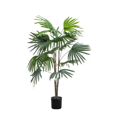 Green Chinese Fan Palm Small
