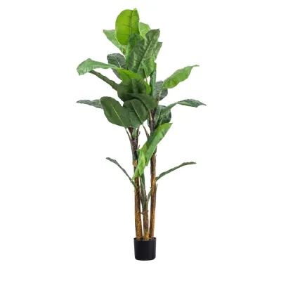Banana Palm H2030mm