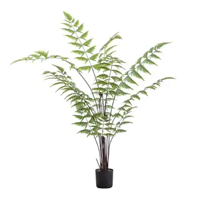 Green Butterfly Fern Small