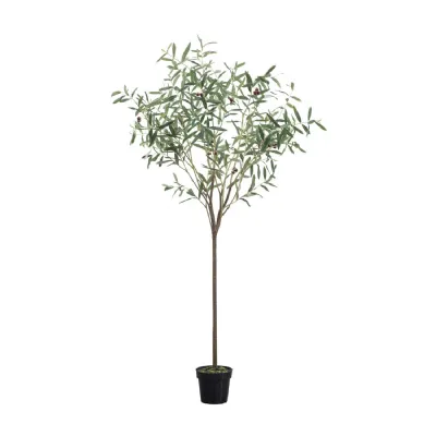 Olive Tree Small Green H1720mm