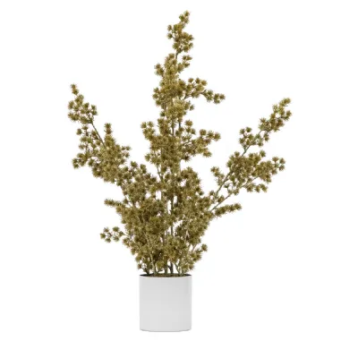 Potted Cedar Pine Gold H770mm