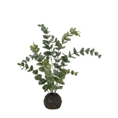 Eucalyptus in Soil Dusky Green H460mm