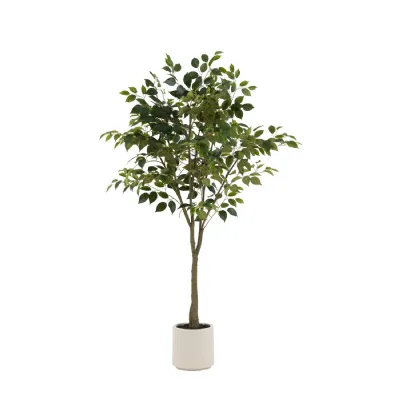 Ficus Tree