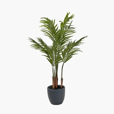 Areca Palm Plant in Pot