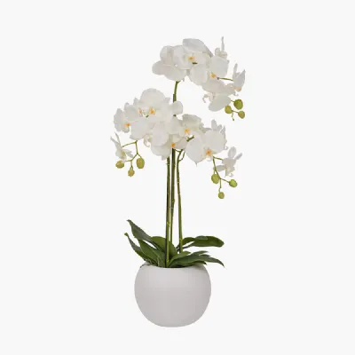 Medium White Orchid in Pot