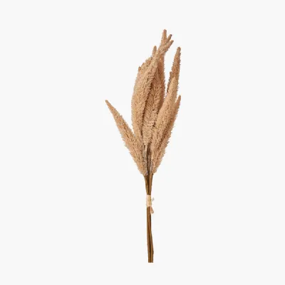 Natural Apricot Foxtail HandTied 3 Stem Bundle Pack of 6