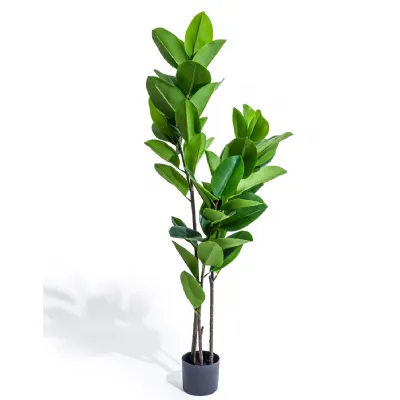 Tall Potted Rubber Plant
