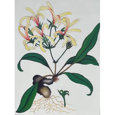 Honeysuckle
