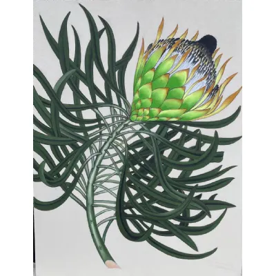 Protea