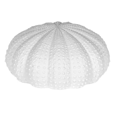 Large White Urchin Decoration