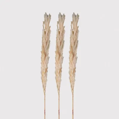 Set of 3 Real Cream Pampas
