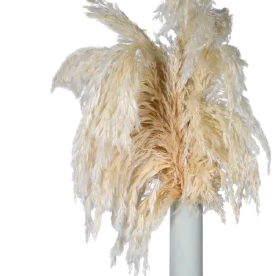 Pack of 3 Cream Real Dried Pampas