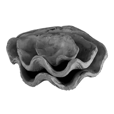 Set of 3 Clam Shells