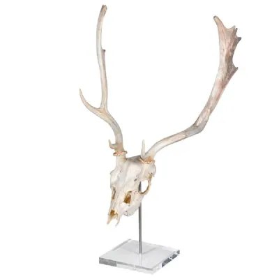Deer Skull On Stand