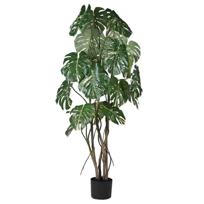 Tall Variegated Multi stem Monstera in Black Plastic Pot