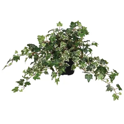 Variegated Needle Leaf Ivy in Black Plastic Pot