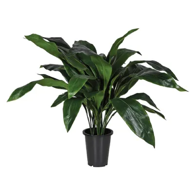 Aspidistra Plant in Black Plastic Pot