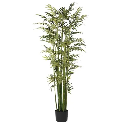 Tall Bamboo Tree in Black Plastic Pot