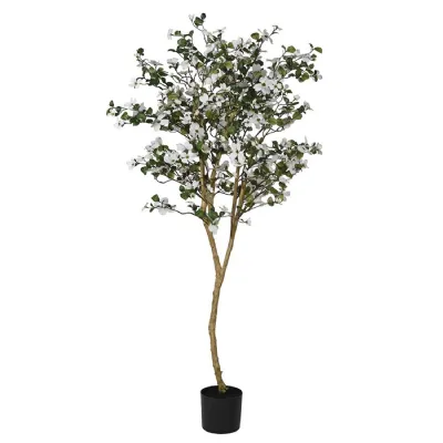 White Dogwood Tree in Black Plastic Pot