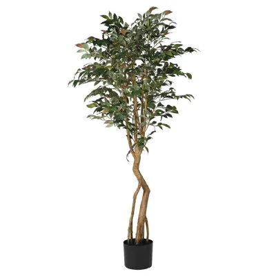 Tall Touch of Blush Mountain Laurel Tree in Black Plastic Pot