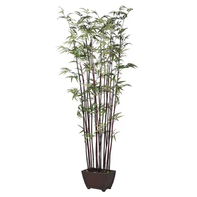 Dark Bamboo Tree in Footed Planter