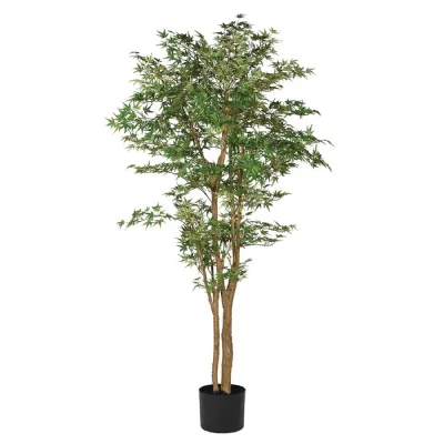 Tall Multi stem Acer Tree in Black Plastic Pot
