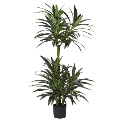 Variegated Multi Stem Dracaena in Black Plastic Pot