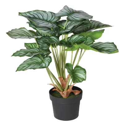 Green Calathia Peacock Plant in Black Plastic Pot
