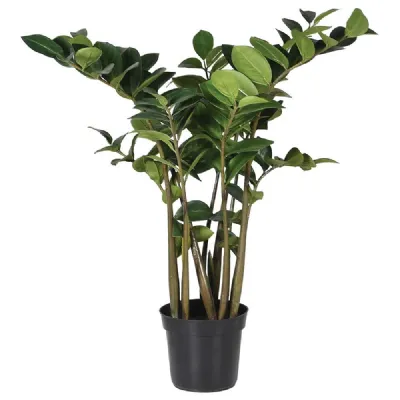 Zamioculcus Plant In Pot