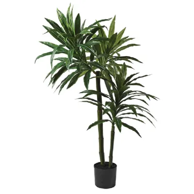 5ft Green Dracaena Plant
