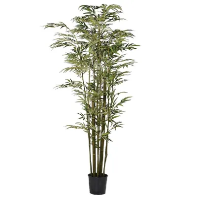 Green Multi Stem Bamboo Tree In Black Plastic Pot