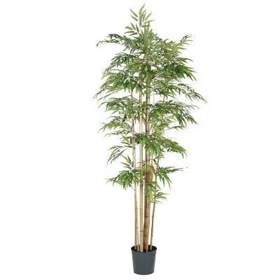 False Mstem Giant Bamboo In Pot