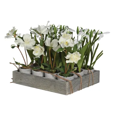 Set of 12 Hellebore, Lily and Snowdrop Plants in Tray
