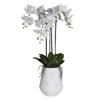 Soft Touch Phalaenopsis Orchid in White Pot