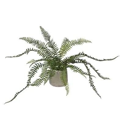 Fern in Khaki Ceramic Pot