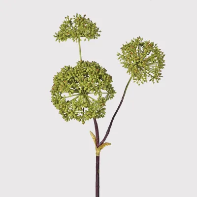 Green Angelica Seed Head Stem