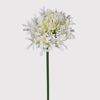 White Agapanthus Spray