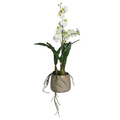 Dancing Orchid in Khaki Ceramic Pot