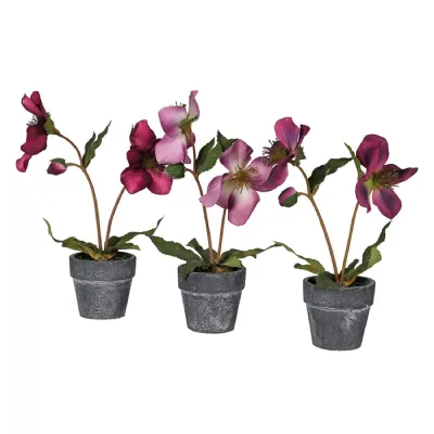 Set of 3 Purple Hellebores in Pots