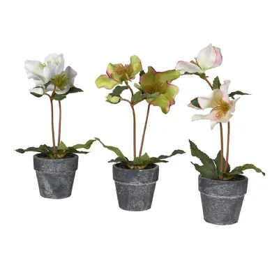 Set of 3 White and Green Hellebore in Pots