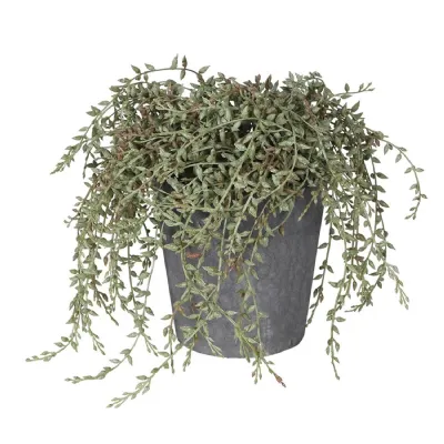 Senecio Radican in Grey Pot