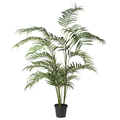 Large Palm Tree in Black Plastic Pot