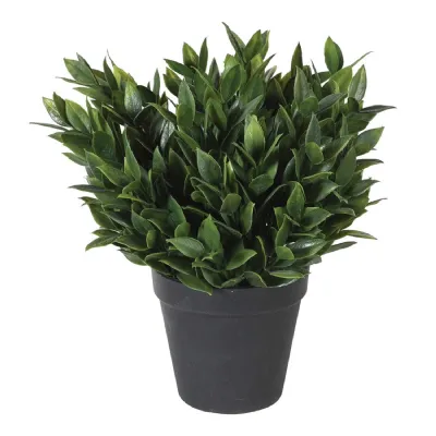 Bay Plant in Black Plastic Pot