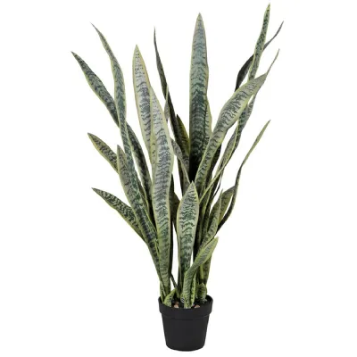 Large Sansevieria in Black Plastic Pot