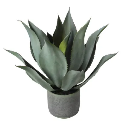 Green Aloe Vera Plant In Clay Pot