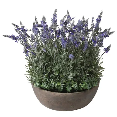 Large Lavender Plant In Round Pot