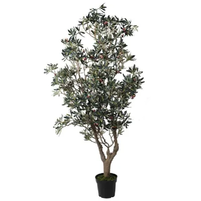 Olive Tree In Black Pot